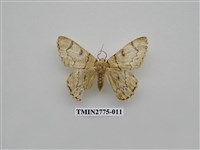 藏品(尺蛾346)的圖片